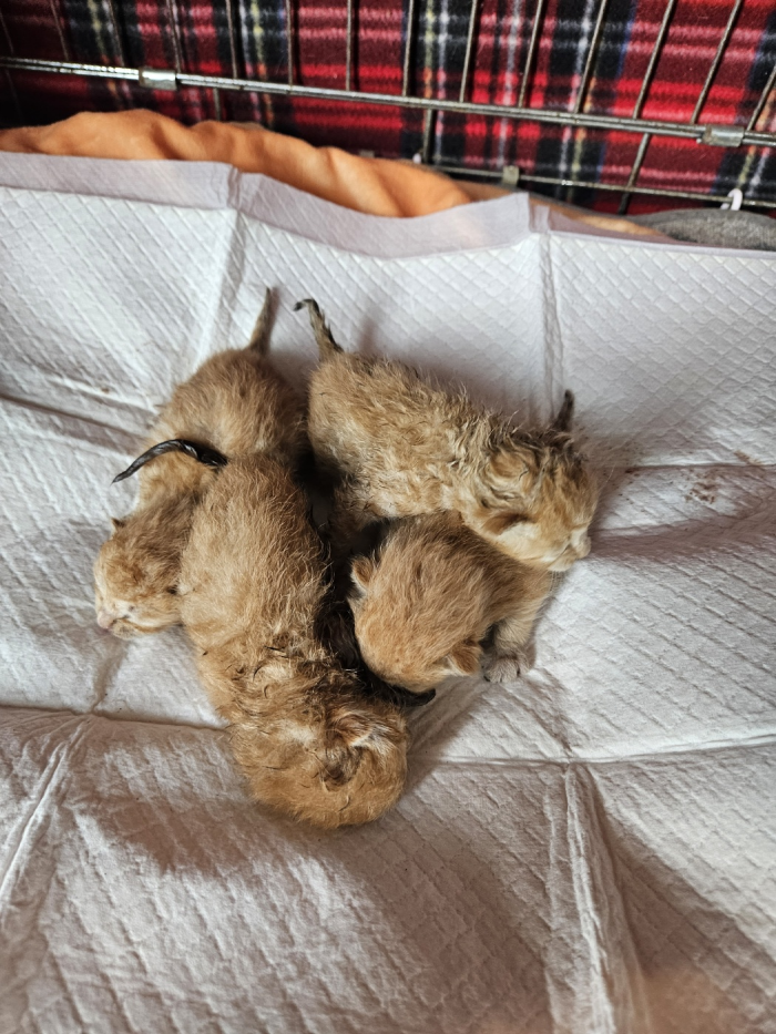 [고양이] 한국 고양이 부산-부산진-2025-00117 유기동물 배경 이미지 입니다.