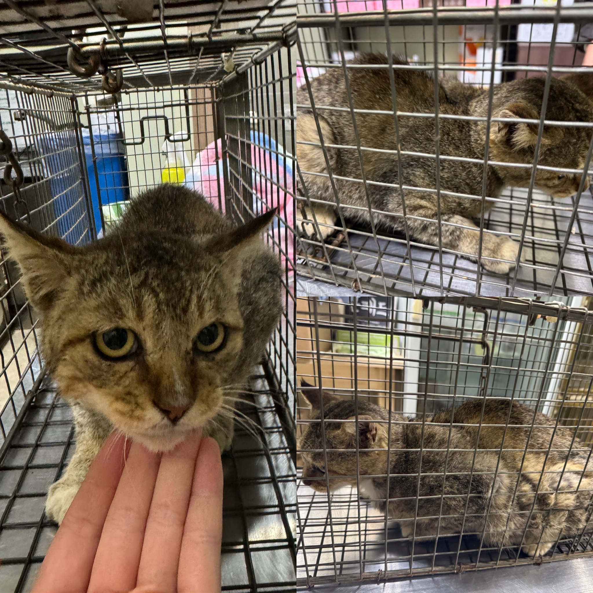 [고양이] 한국 고양이 충남-당진-2025-00291 유기동물 배경 이미지 입니다.