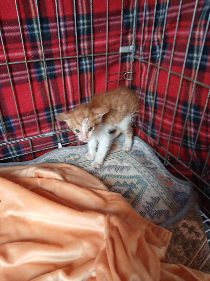 [고양이] 한국 고양이 부산-부산진-2025-00116 유기동물 배경 이미지 입니다.