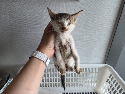 [고양이] 믹스묘 부산-해운대-2025-00163 유기동물 배경 이미지 입니다.