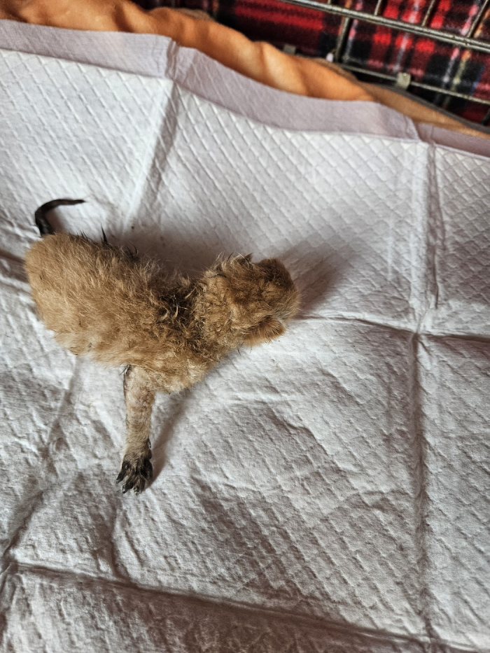 [고양이] 한국 고양이 부산-부산진-2025-00118 유기동물 배경 이미지 입니다.