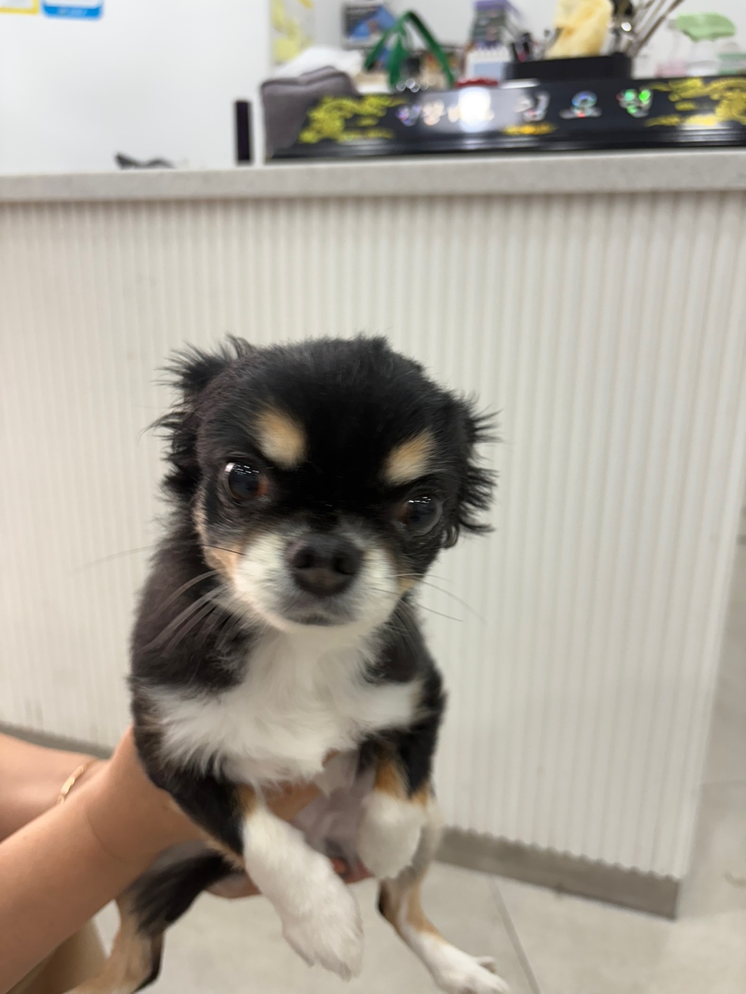 더나은동물병원_445478202500396