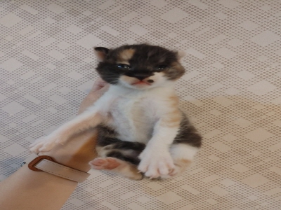 [고양이] 믹스묘 부산-해운대-2025-00162 유기동물 배경 이미지 입니다.