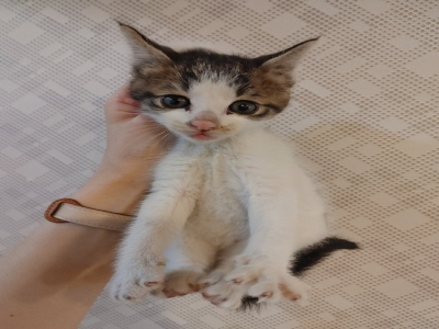 [고양이] 믹스묘 부산-해운대-2025-00164 유기동물 배경 이미지 입니다.