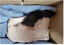 [고양이] 한국 고양이 경남-김해-2025-00417 유기동물 배경 이미지 입니다.