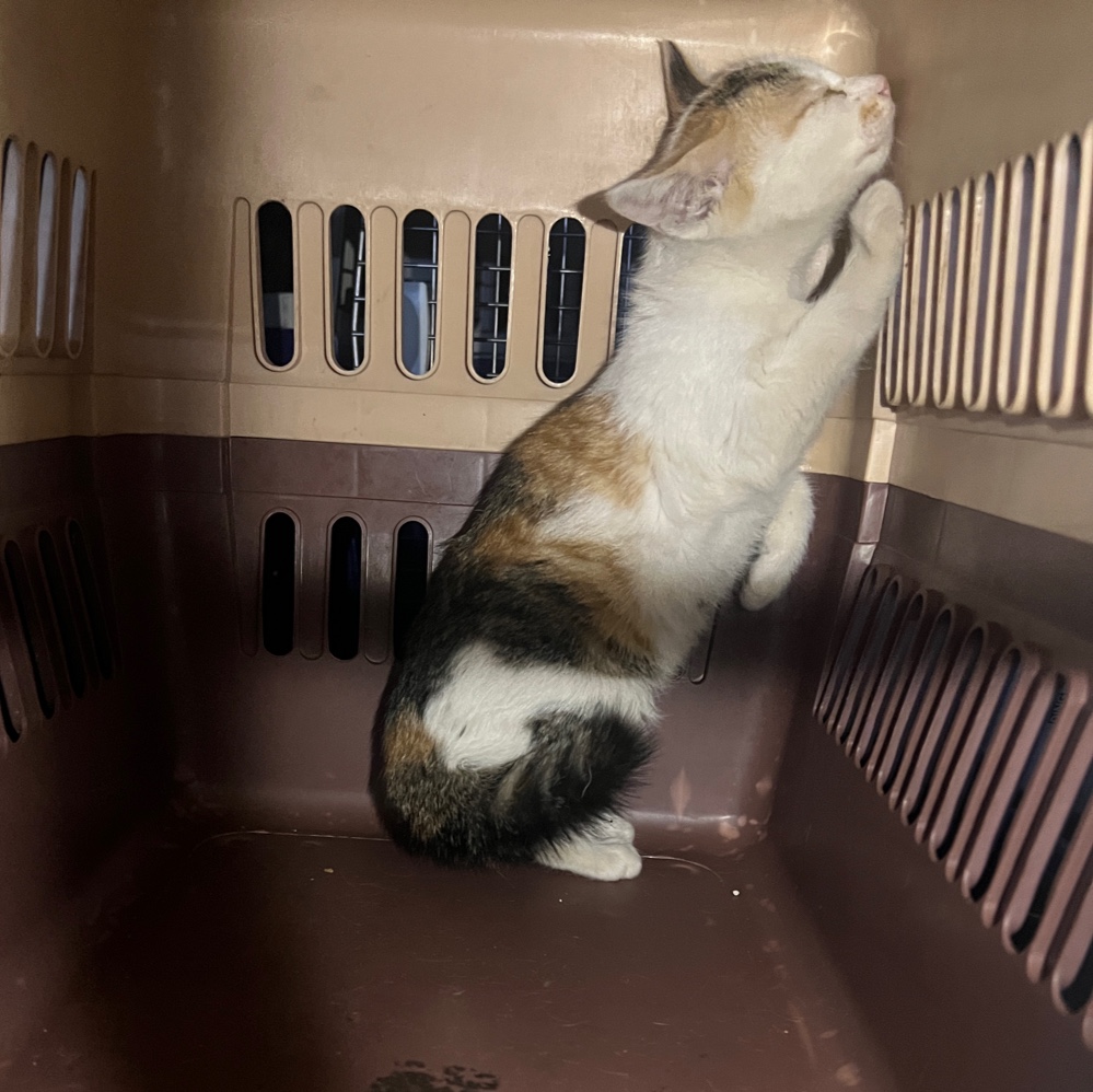 [고양이] 한국 고양이 부산-북구-2025-00135 유기동물 배경 이미지 입니다.