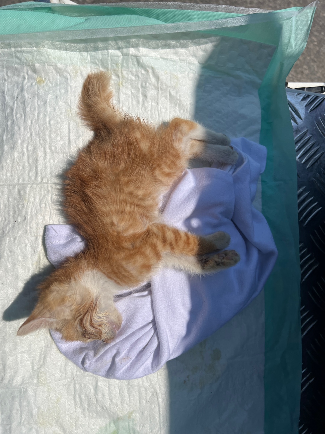 [고양이] 한국 고양이 부산-북구-2025-00133 유기동물 배경 이미지 입니다.