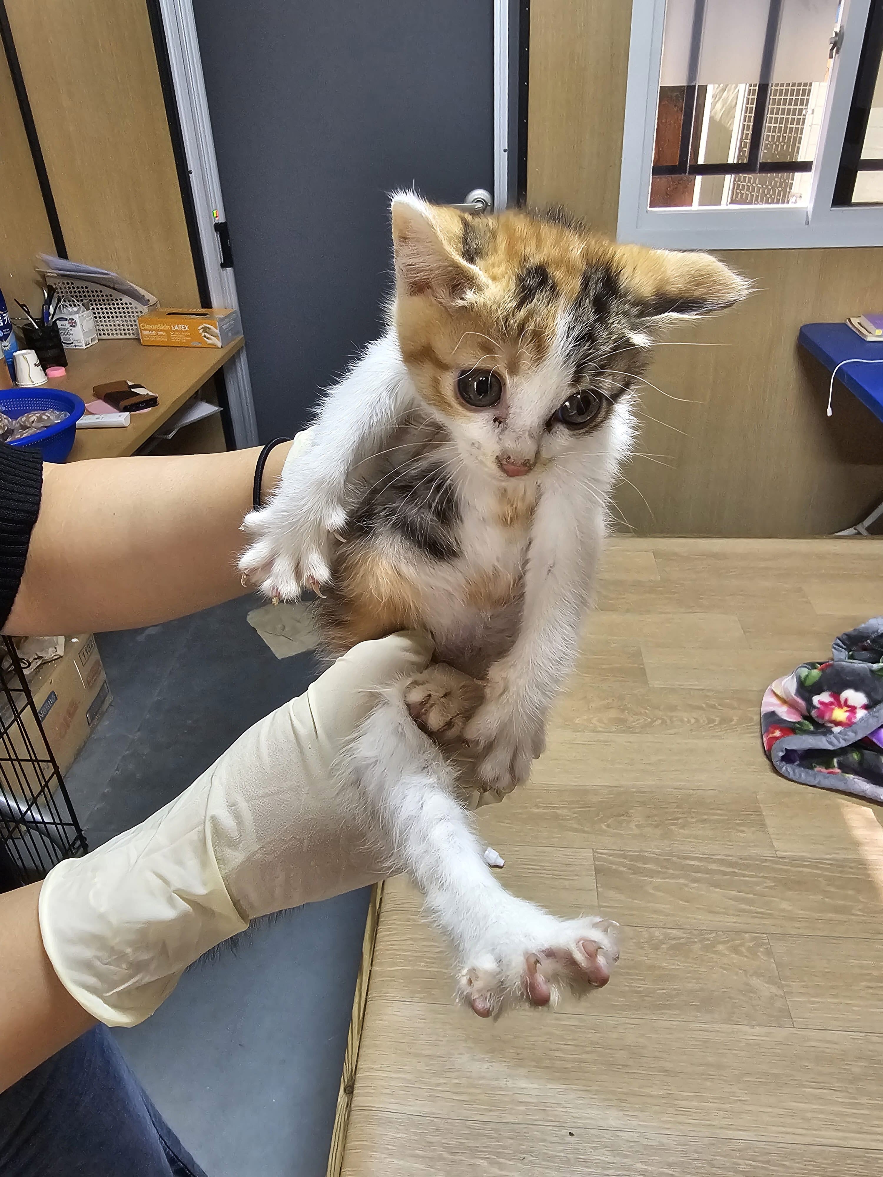 [고양이] 한국 고양이 강원-삼척-2025-00068 유기동물 배경 이미지 입니다.