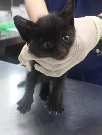 [고양이] 한국 고양이 제주-제주-2025-01341 유기동물 배경 이미지 입니다.