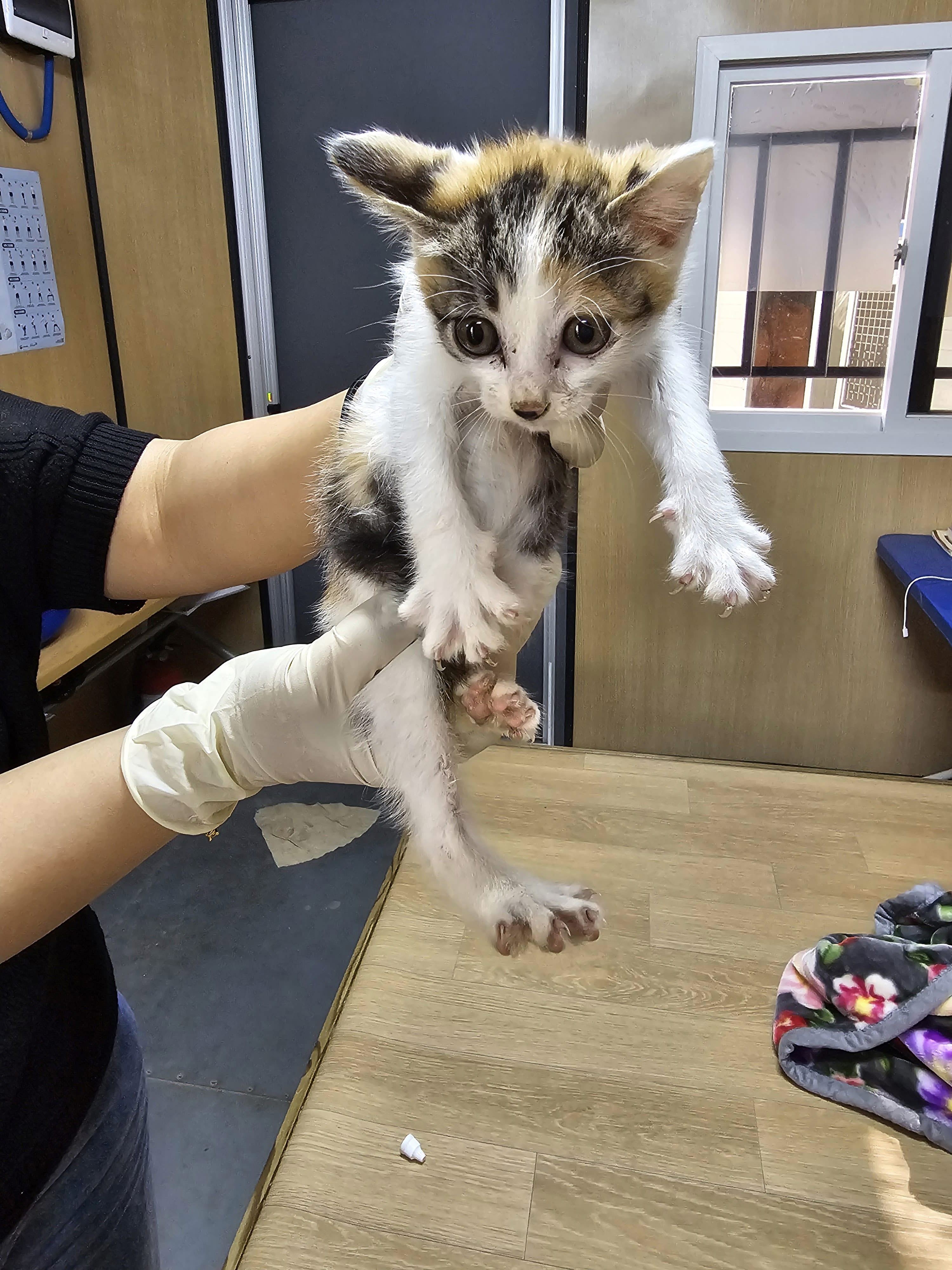[고양이] 한국 고양이 강원-삼척-2025-00067 유기동물 배경 이미지 입니다.