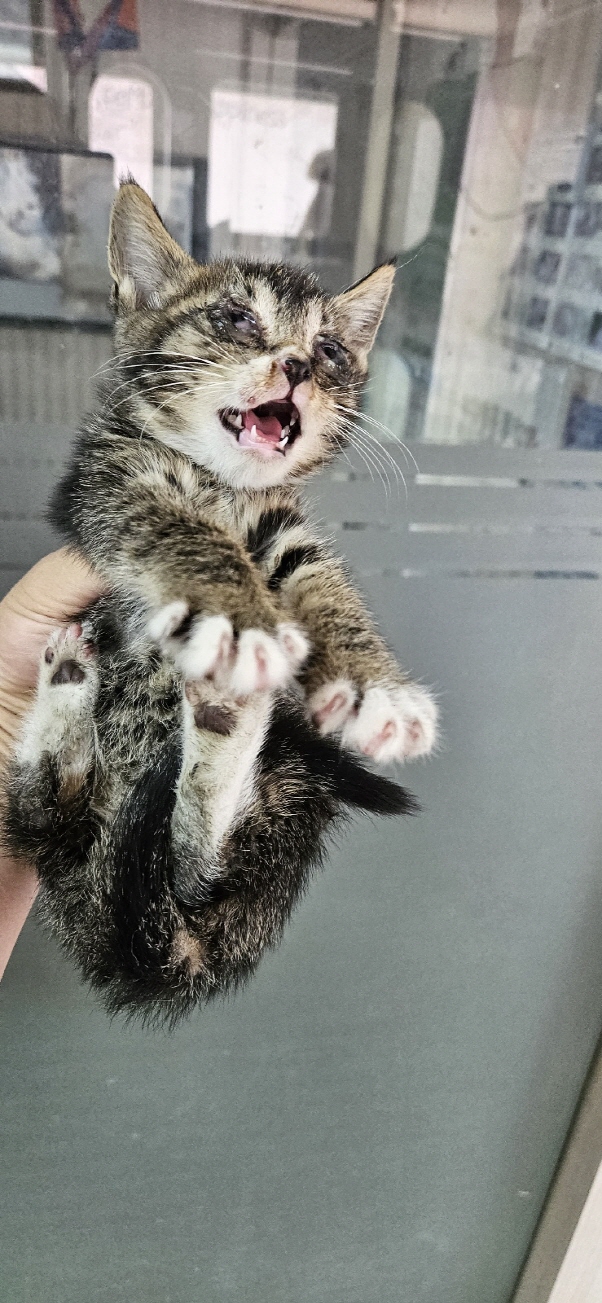 [고양이] 한국 고양이 서울-강동-2025-00060 유기동물 배경 이미지 입니다.