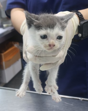 [고양이] 한국 고양이 제주-제주-2025-01345 유기동물 배경 이미지 입니다.