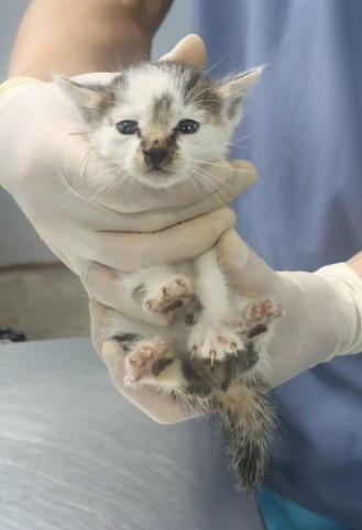 [고양이] 한국 고양이 제주-제주-2025-01348 유기동물 배경 이미지 입니다.