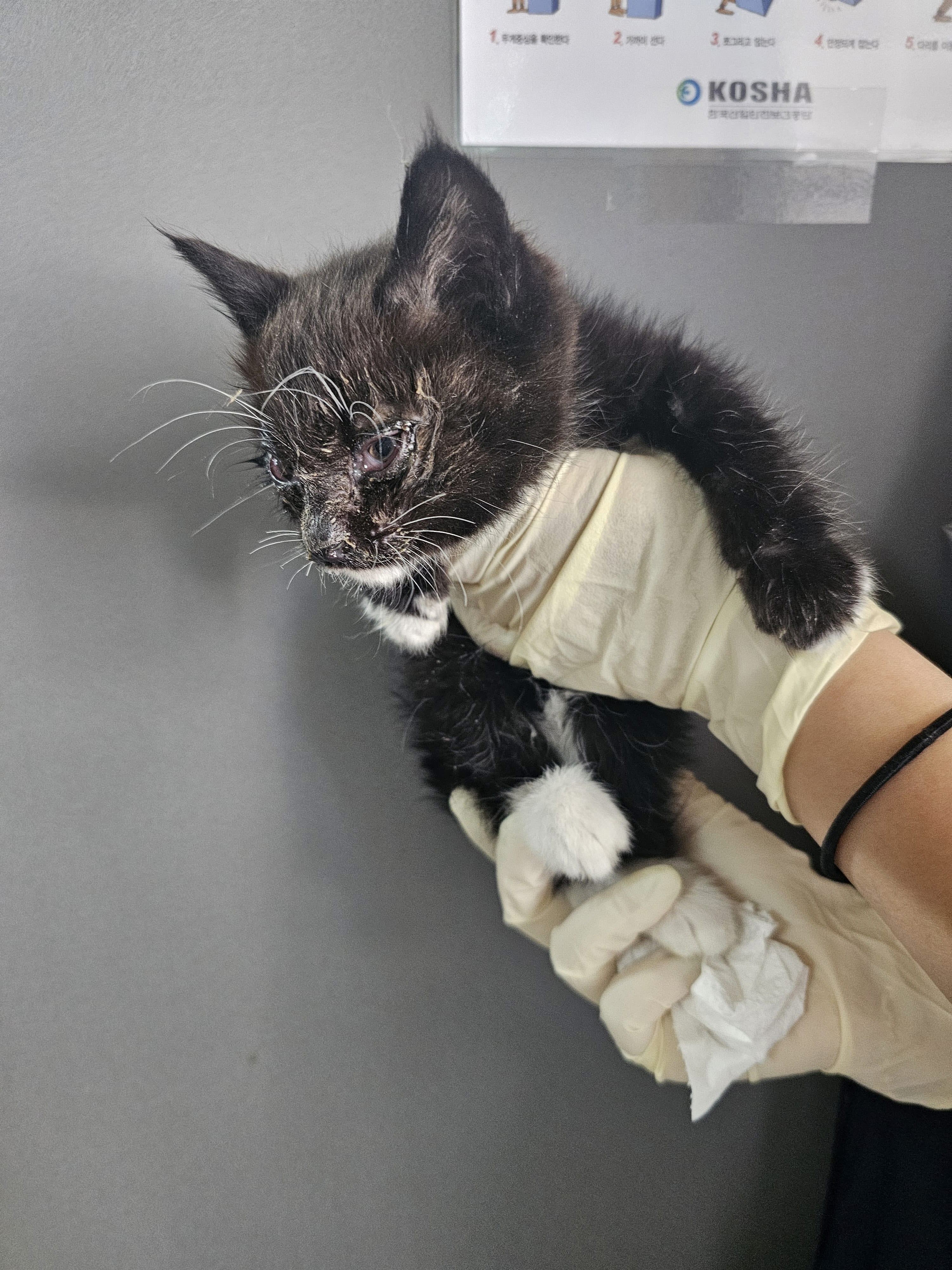 [고양이] 한국 고양이 강원-삼척-2025-00066 유기동물 배경 이미지 입니다.