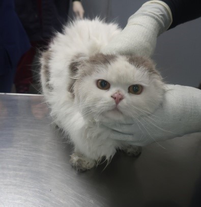 [고양이] 스코티시폴드 제주-제주-2025-01343 유기동물 배경 이미지 입니다.