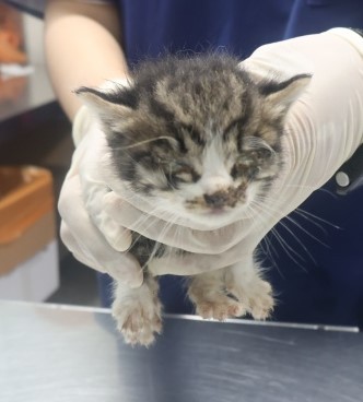 [고양이] 한국 고양이 제주-제주-2025-01347 유기동물 배경 이미지 입니다.