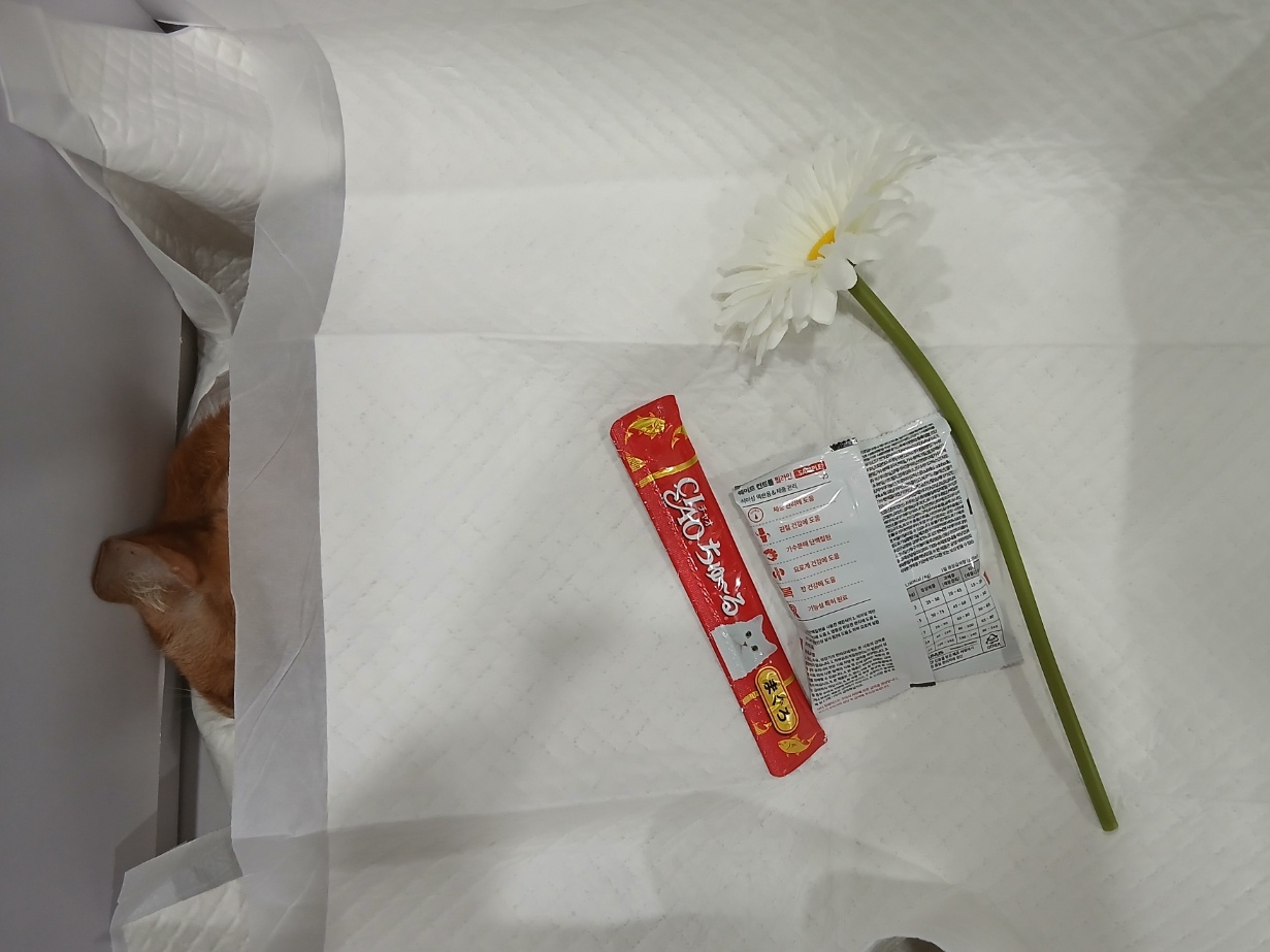 멘토동물병원_427346202500579