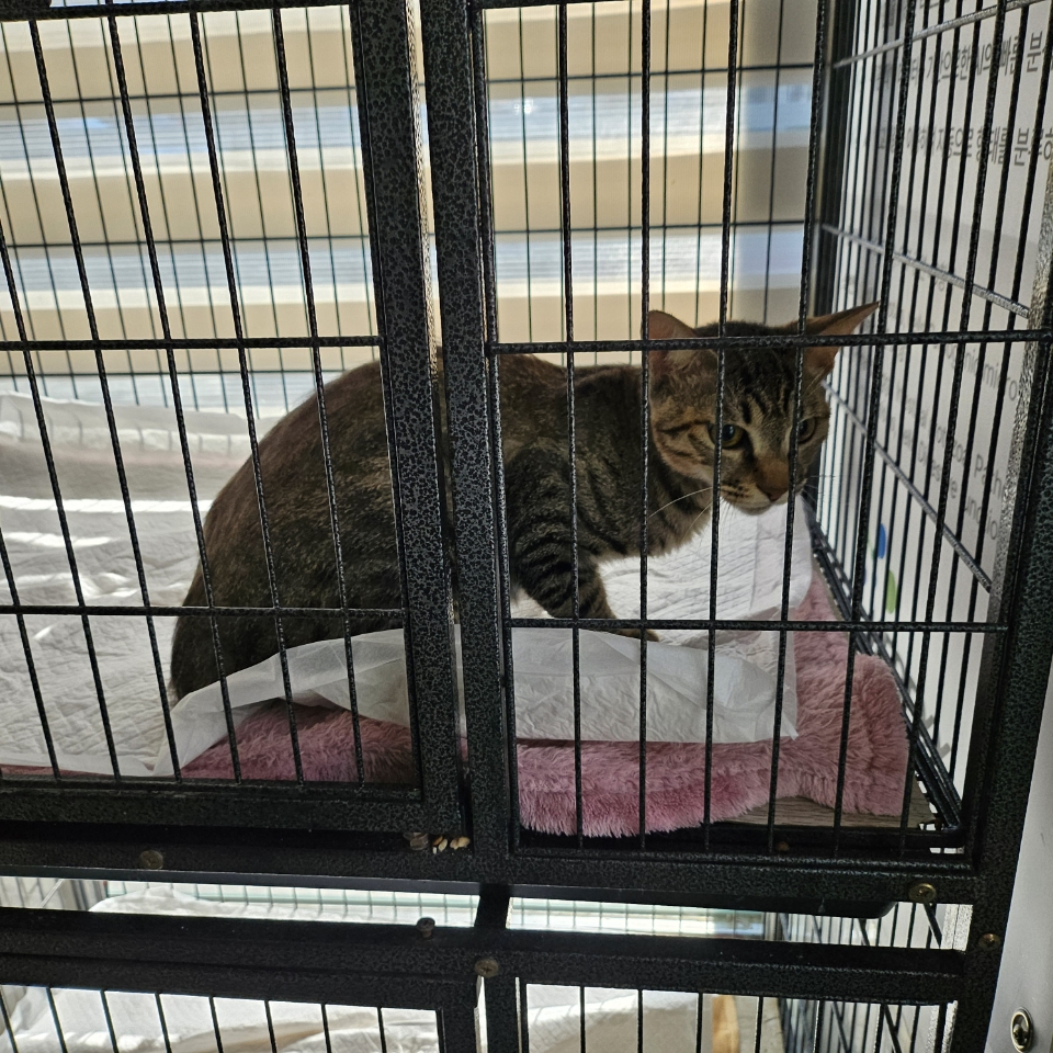 [고양이] 한국 고양이 대구-서구-2025-00272 유기동물 배경 이미지 입니다.