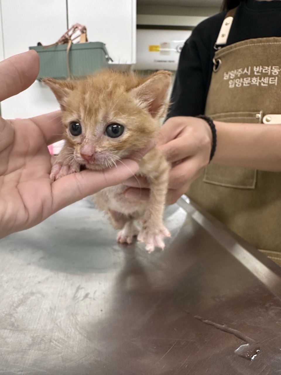 [고양이] 믹스묘 경기-남양주-2025-00324 유기동물 배경 이미지 입니다.