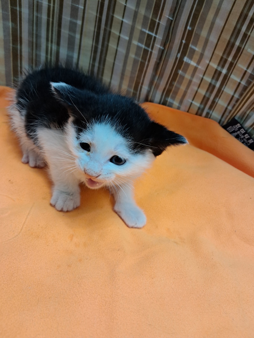 [고양이] 한국 고양이 울산-남구-2025-00167 유기동물 배경 이미지 입니다.