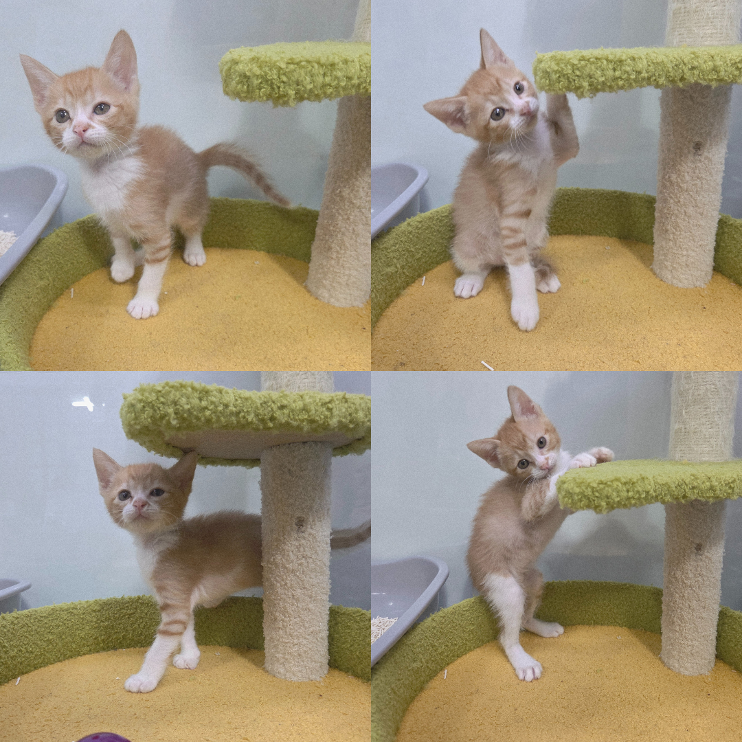[고양이] 한국 고양이 경북-구미-2025-00253 유기동물 배경 이미지 입니다.
