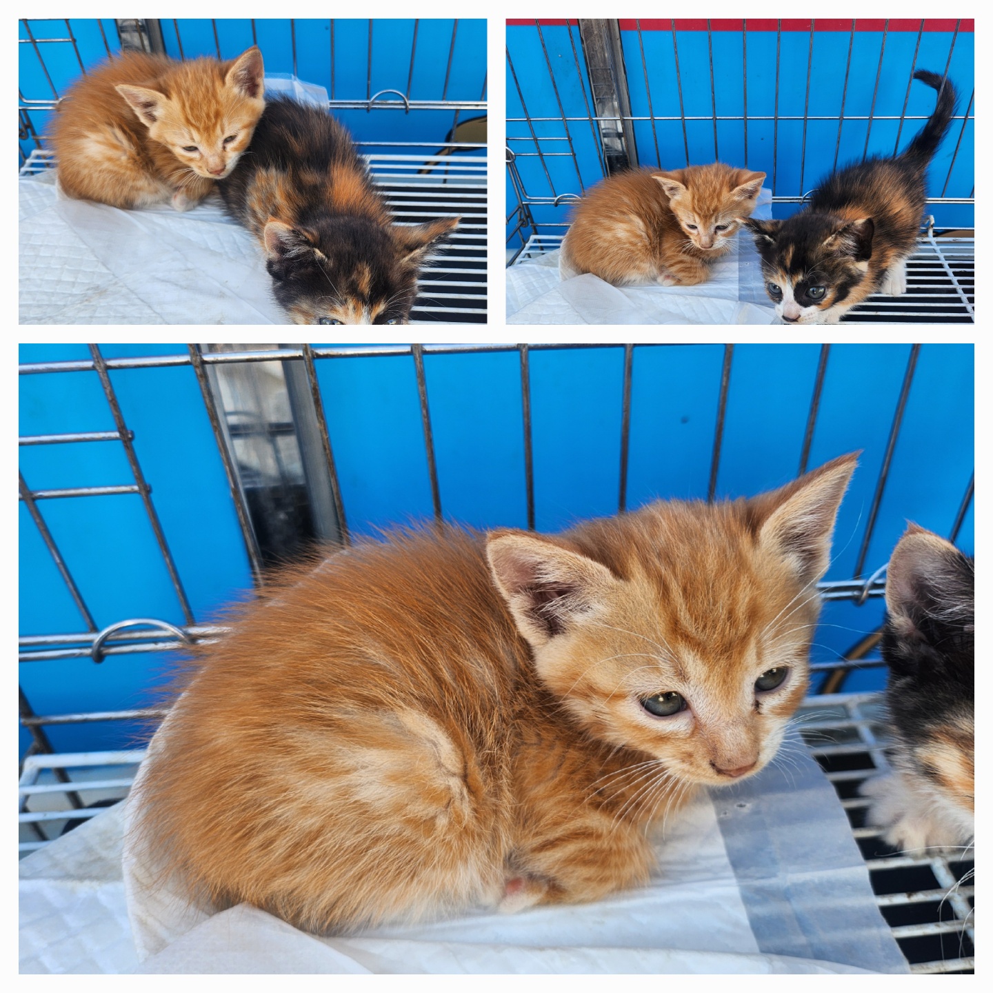 [고양이] 한국 고양이 경북-문경-2025-00207 유기동물 배경 이미지 입니다.
