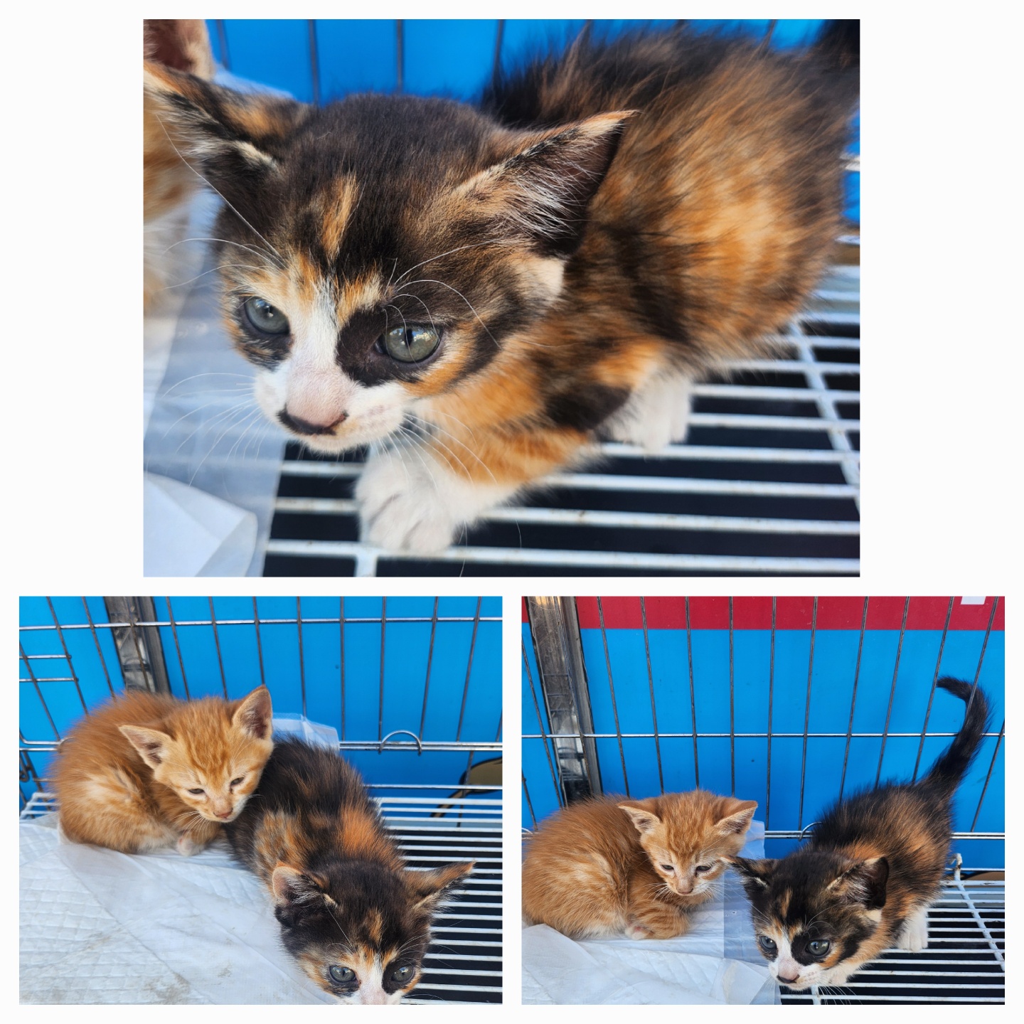 [고양이] 한국 고양이 경북-문경-2025-00206 유기동물 배경 이미지 입니다.