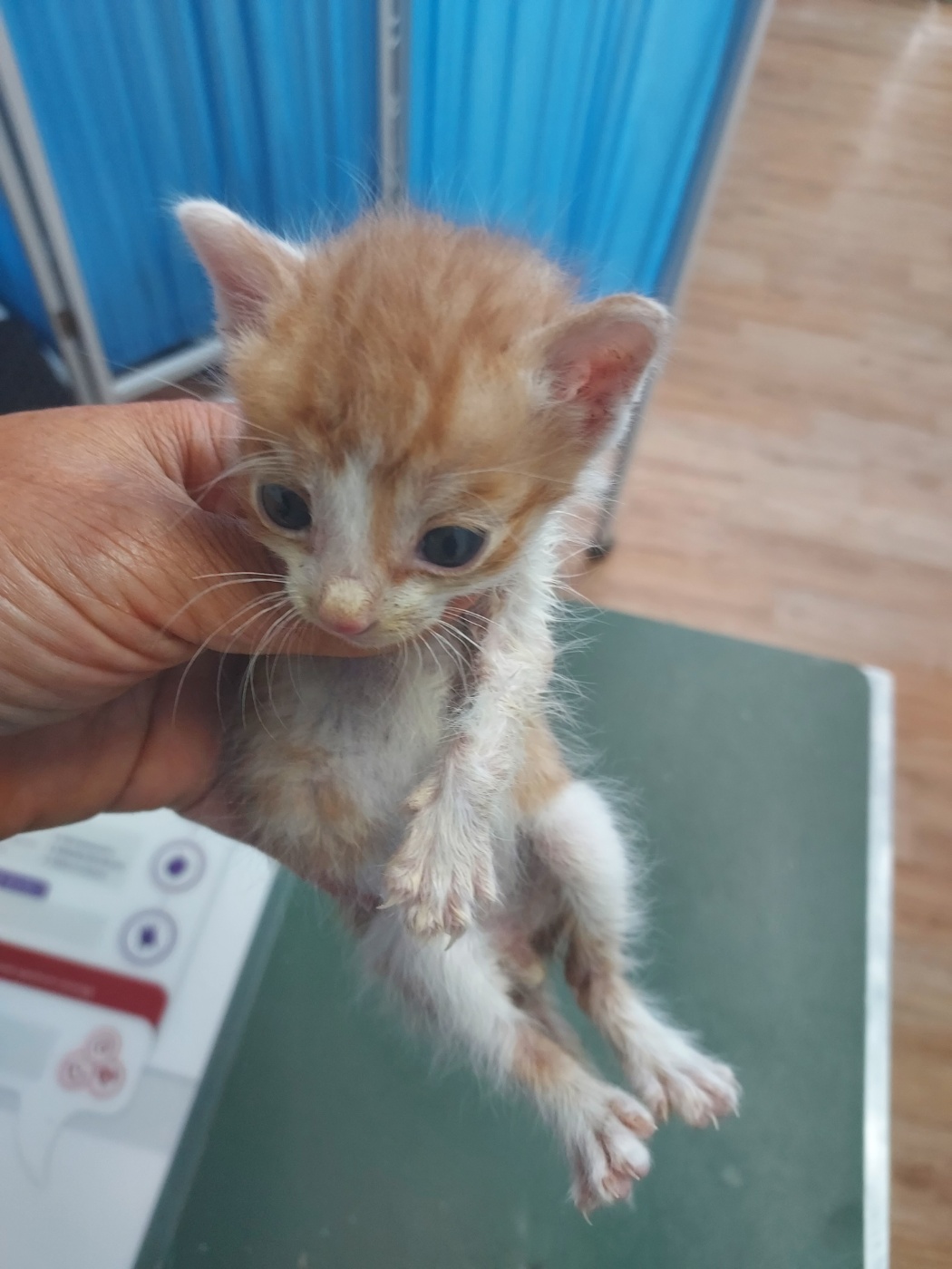 [고양이] 믹스묘 전북-남원-2025-00214 유기동물 배경 이미지 입니다.