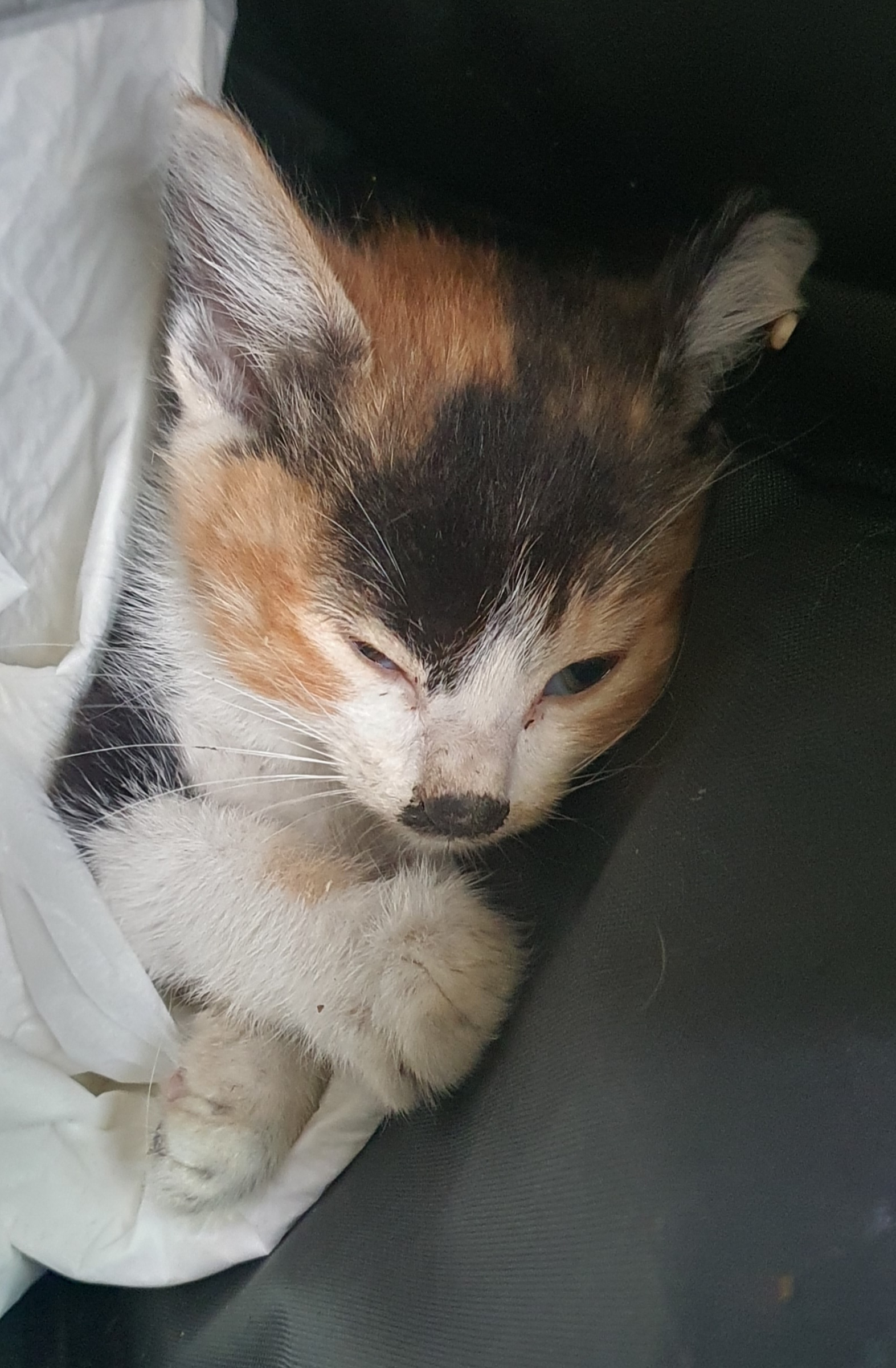 [고양이] 한국 고양이 인천-연수-2025-00067 유기동물 배경 이미지 입니다.