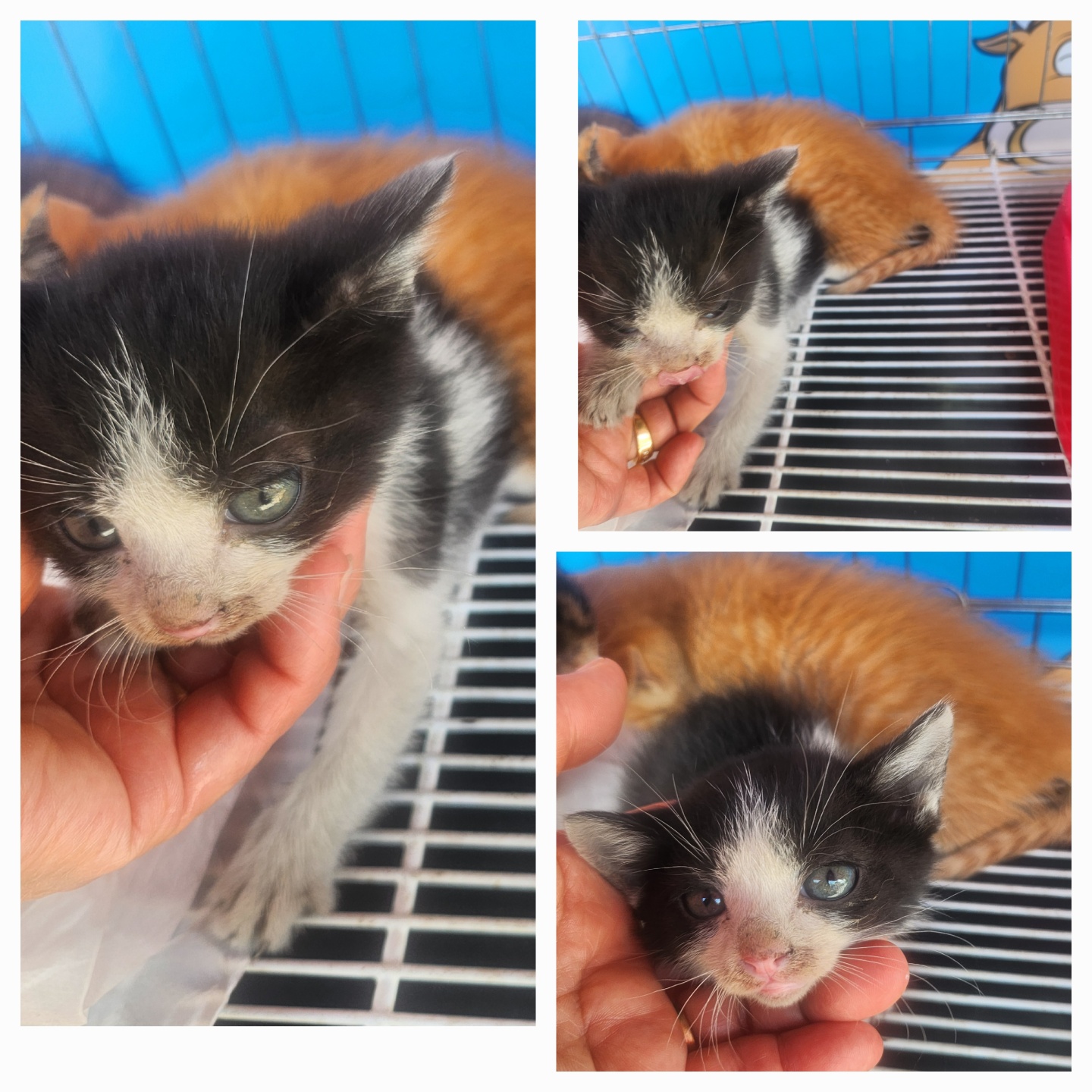[고양이] 한국 고양이 경북-문경-2025-00208 유기동물 배경 이미지 입니다.