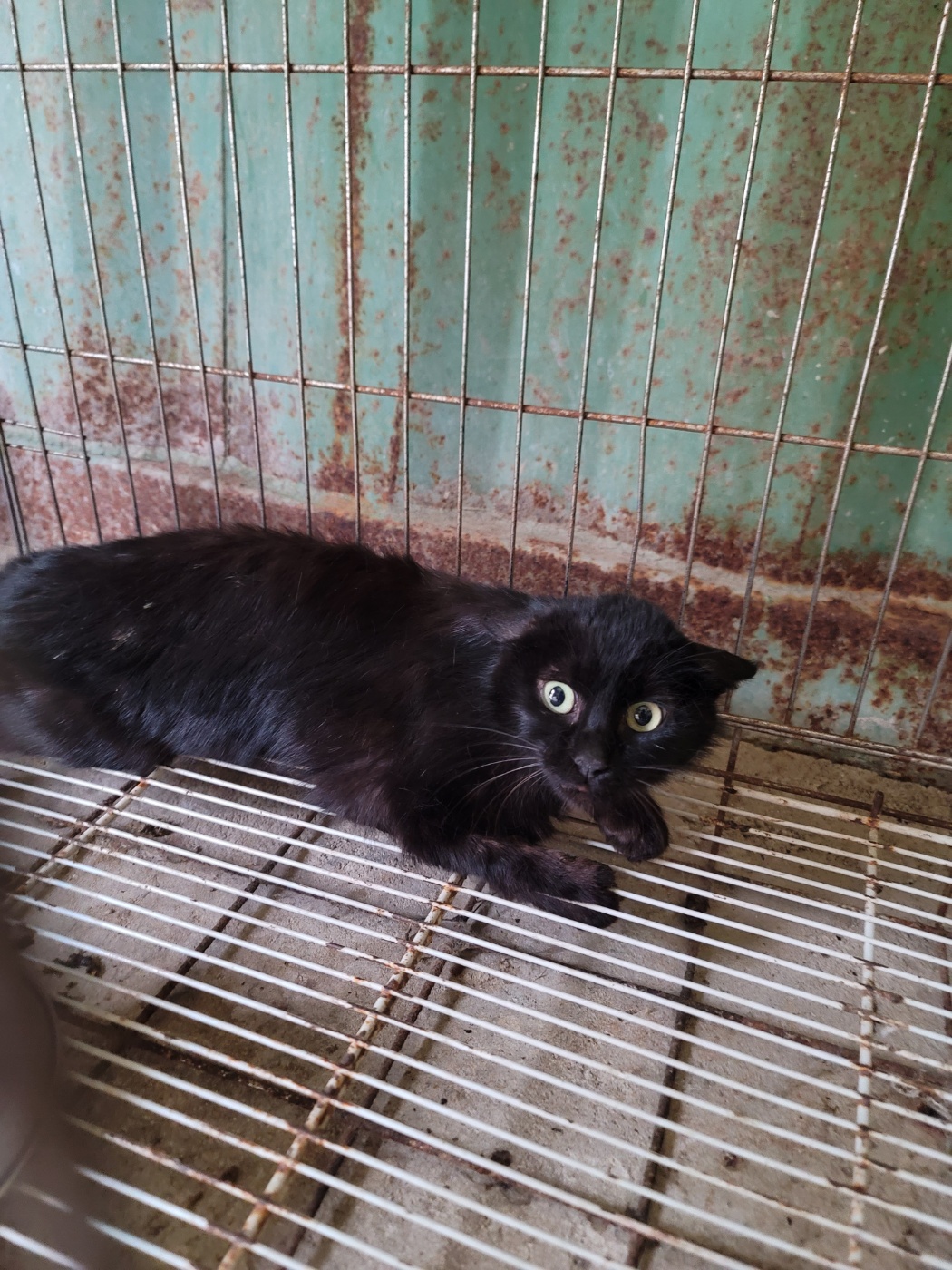 [고양이] 한국 고양이 충북-괴산-2025-00125 유기동물 배경 이미지 입니다.