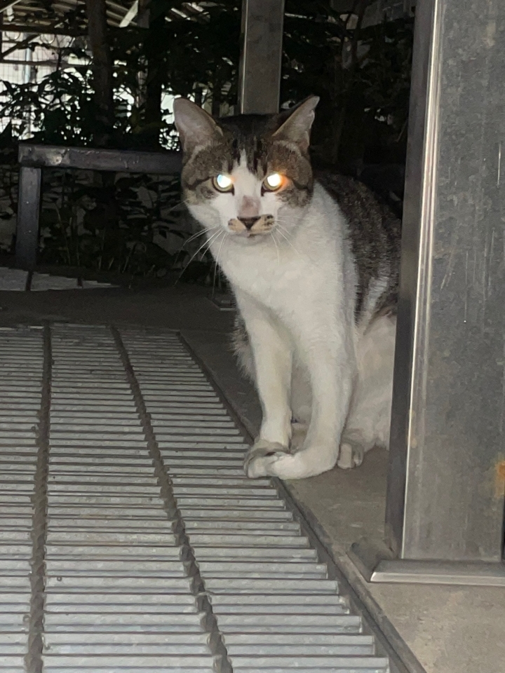 [고양이] 한국 고양이 서울-성동-2025-00048 유기동물 배경 이미지 입니다.