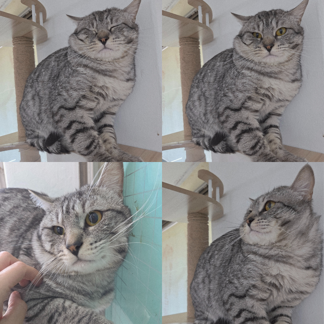 보호중 아메리칸 쇼…