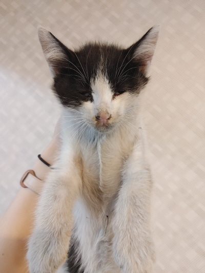 [고양이] 믹스묘 부산-동래-2025-00091 유기동물 배경 이미지 입니다.