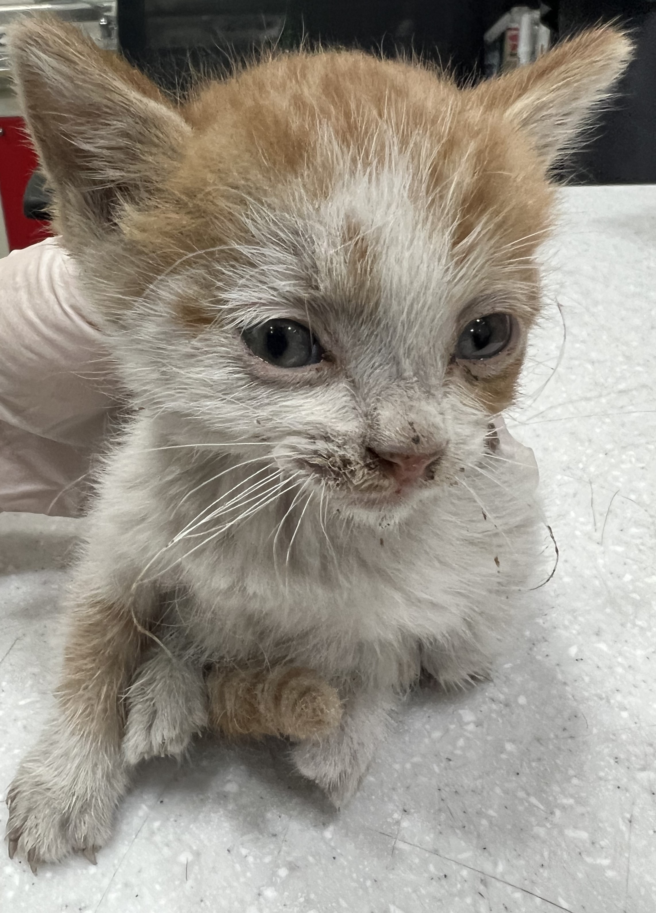 [고양이] 한국 고양이 서울-마포-2025-00071 유기동물 배경 이미지 입니다.