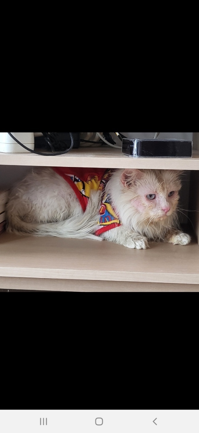 [고양이] 터키시 앙고라 서울-동대문-2025-00137 유기동물 배경 이미지 입니다.