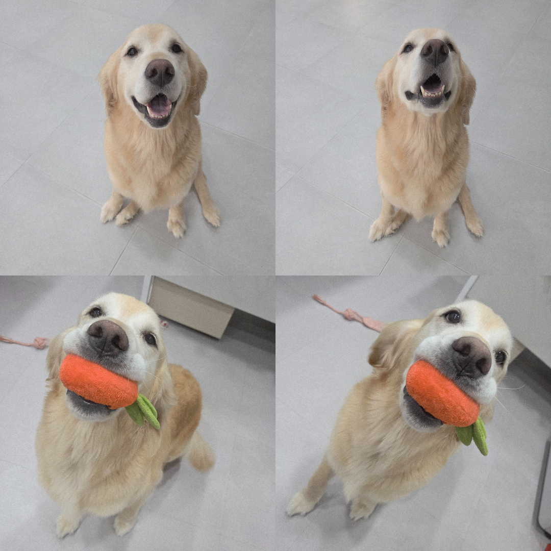 반려동물 입양센터_447508202500757
