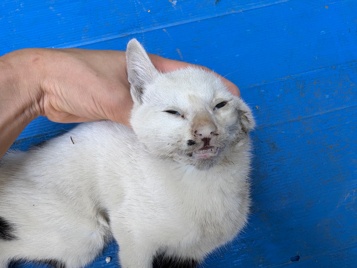 [고양이] 한국 고양이 경기-안산-2025-00392 유기동물 배경 이미지 입니다.