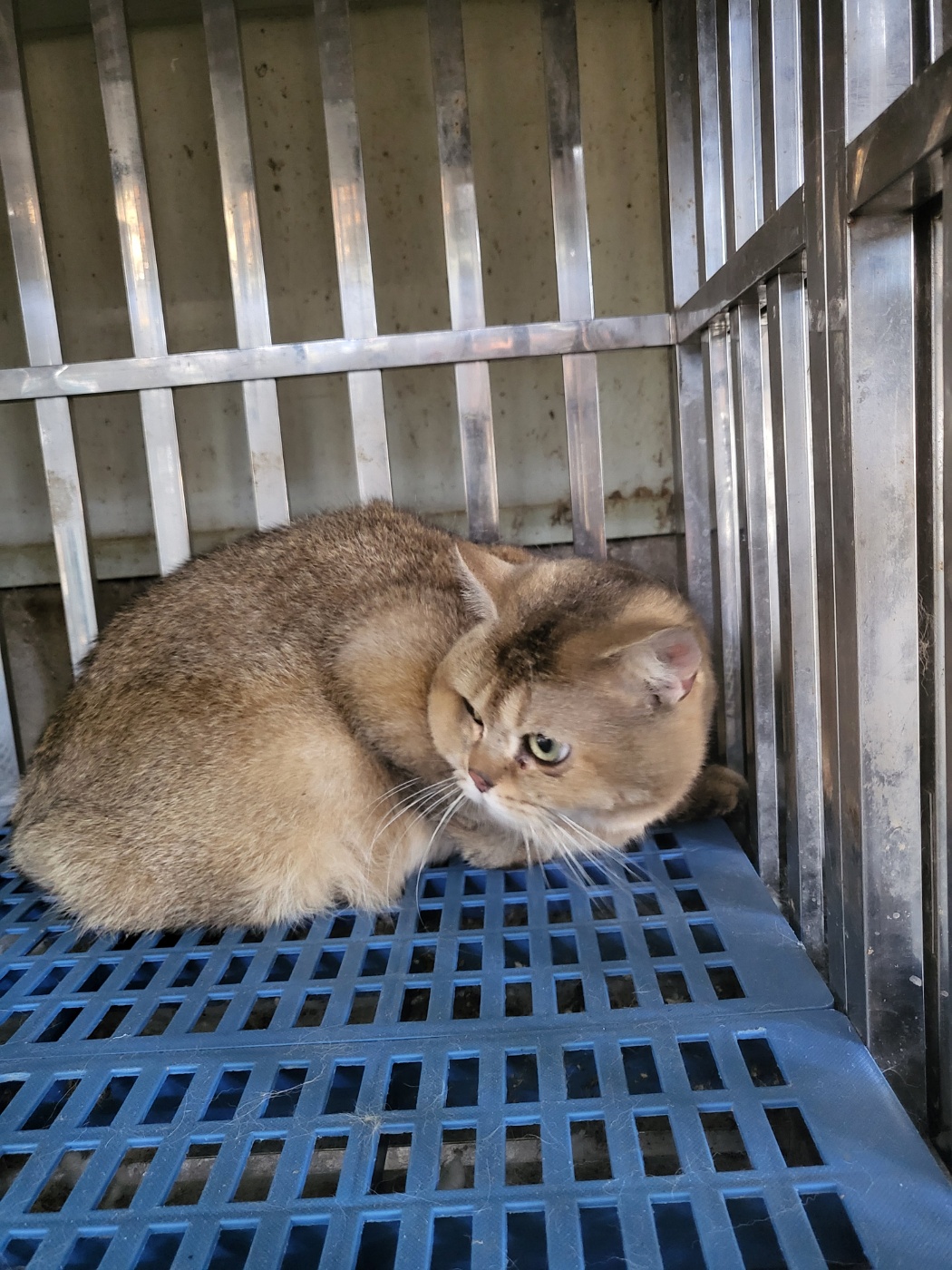 [고양이] 믹스묘 경기-평택-2025-00845 유기동물 배경 이미지 입니다.