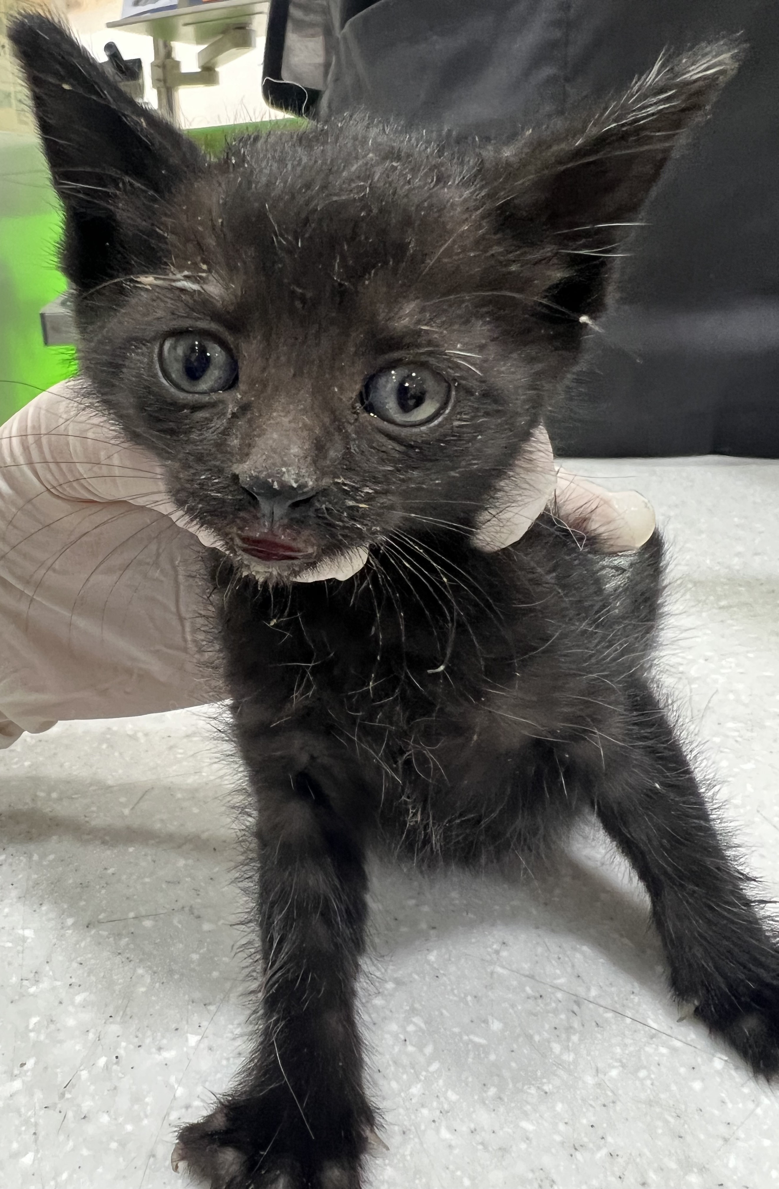 [고양이] 한국 고양이 서울-마포-2025-00072 유기동물 배경 이미지 입니다.