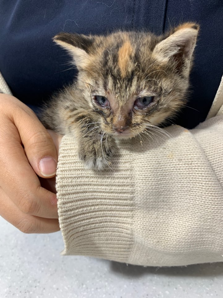 [고양이] 한국 고양이 서울-동대문-2025-00138 유기동물 배경 이미지 입니다.