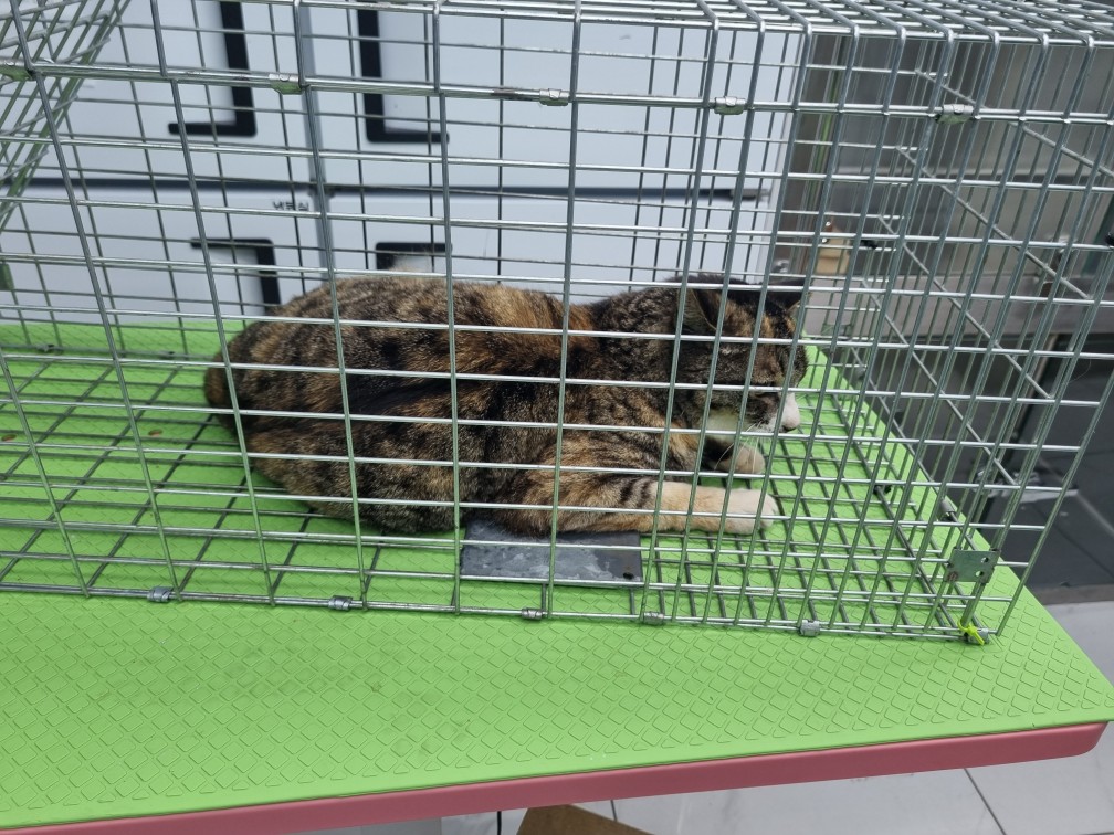 보호중 한국 고양이…