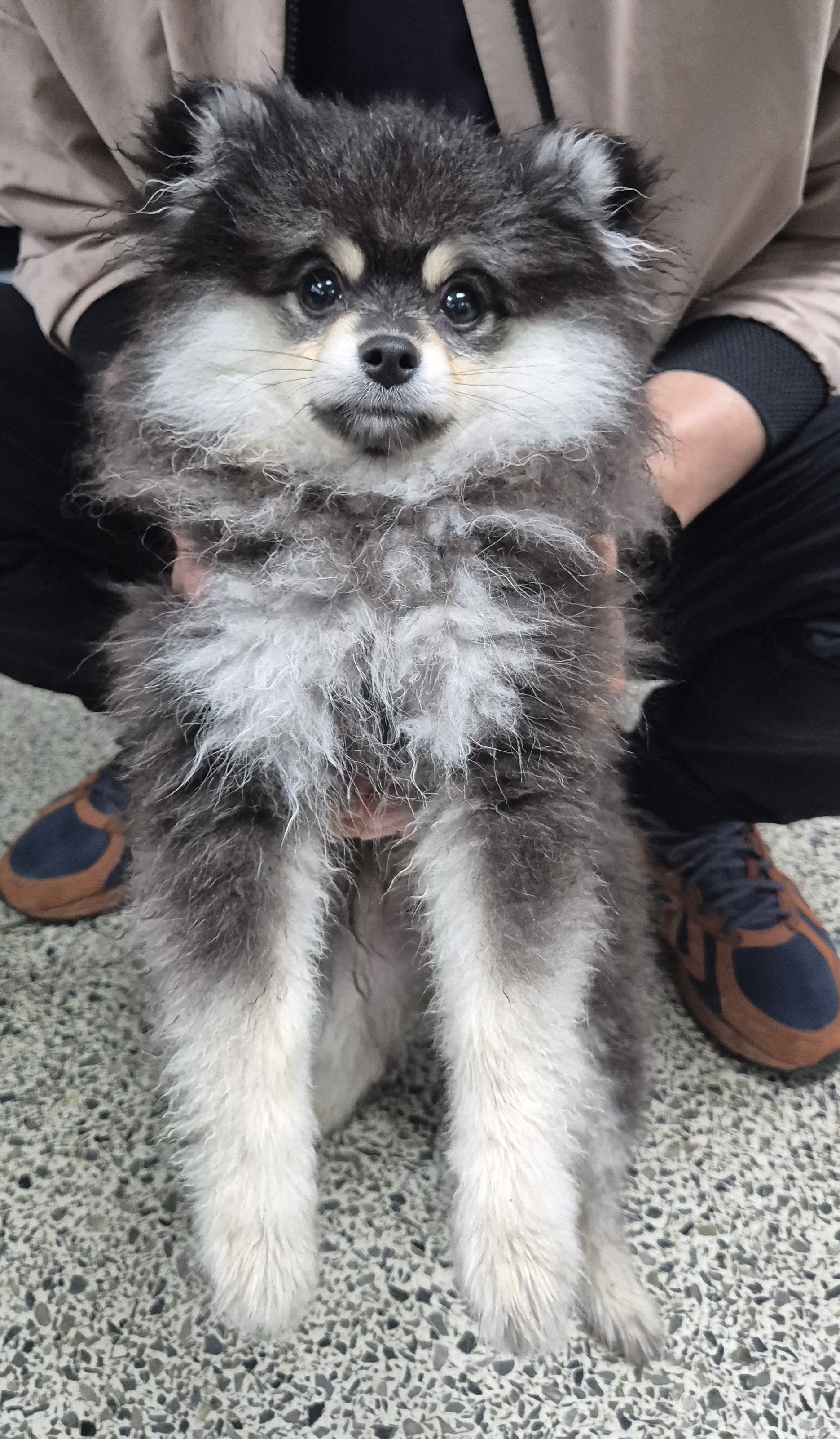 [개] 포메라니안 전남-강진-2025-00039 유기동물 배경 이미지 입니다.