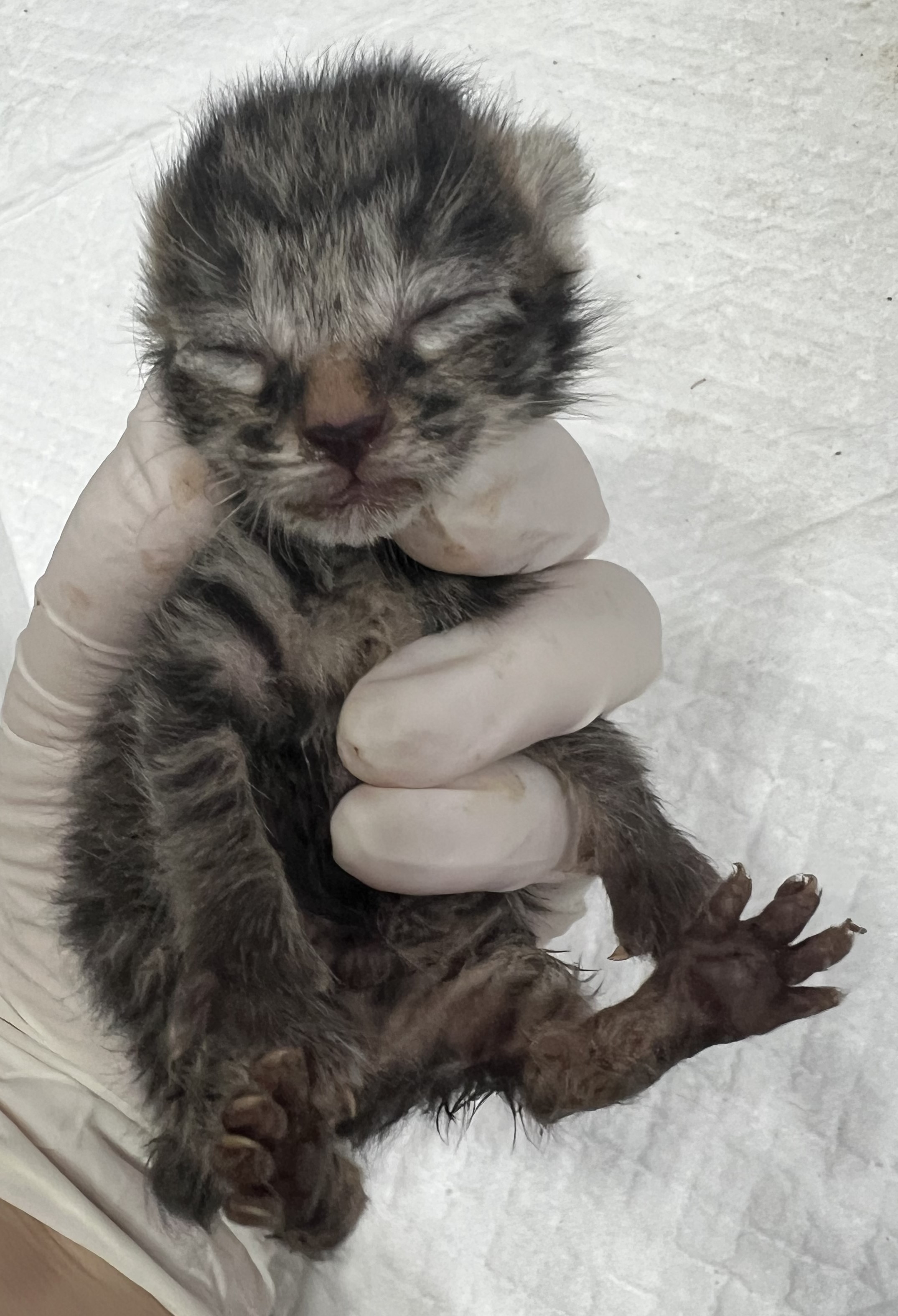 [고양이] 한국 고양이 서울-마포-2025-00074 유기동물 배경 이미지 입니다.
