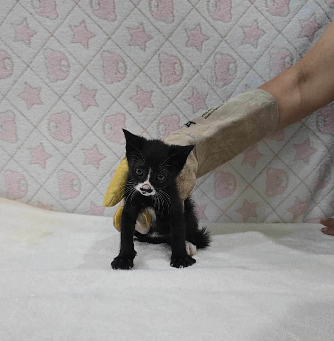 [고양이] 믹스묘 전북-군산-2025-00596 유기동물 배경 이미지 입니다.