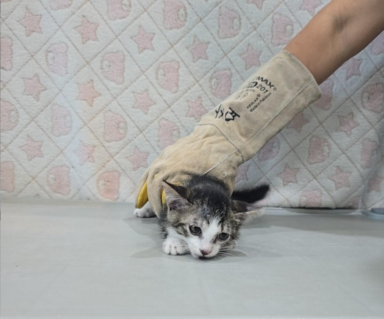 [고양이] 믹스묘 전북-군산-2025-00598 유기동물 배경 이미지 입니다.