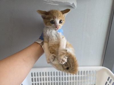 [고양이] 믹스묘 부산-해운대-2025-00165 유기동물 배경 이미지 입니다.