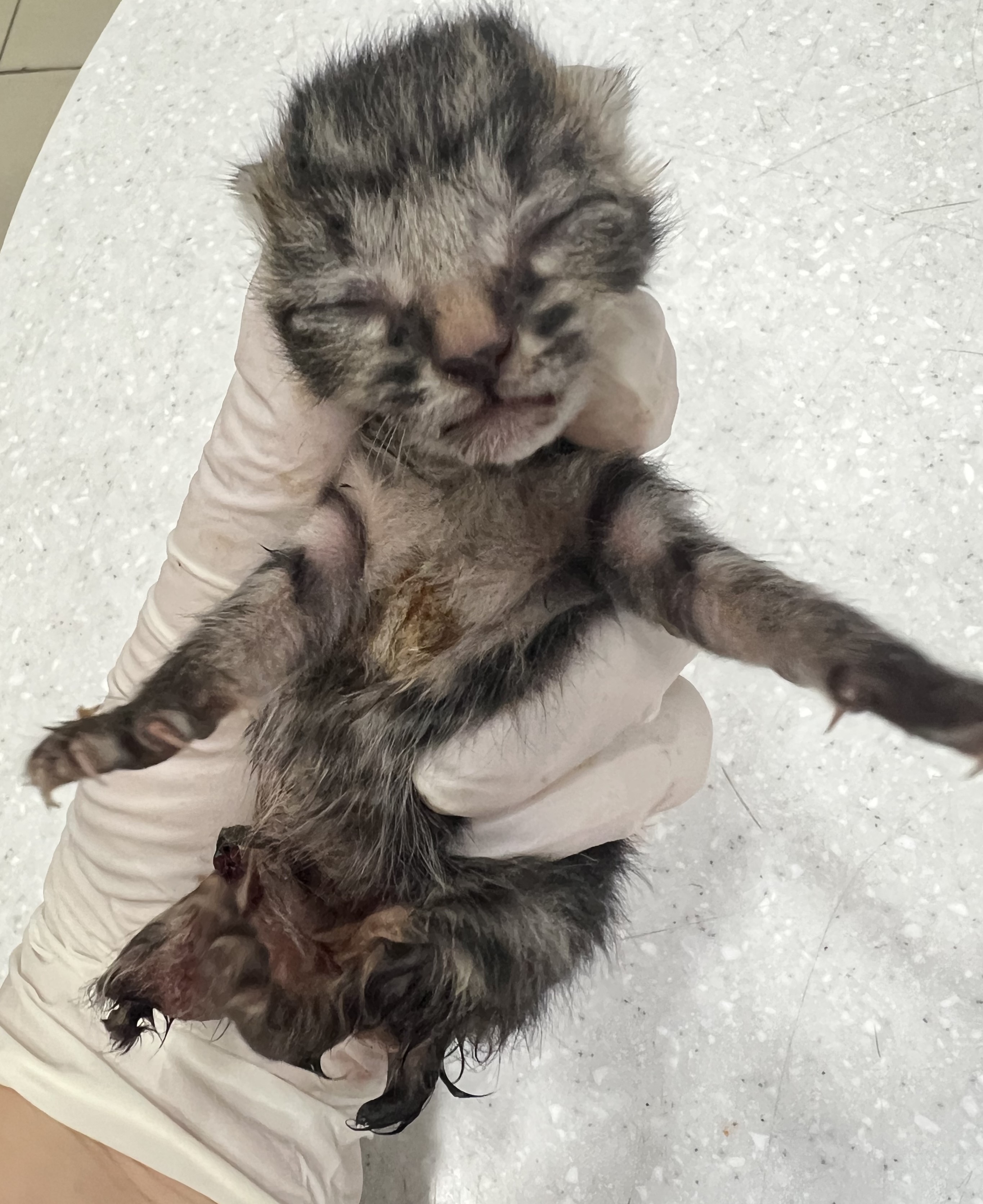 [고양이] 한국 고양이 서울-마포-2025-00076 유기동물 배경 이미지 입니다.