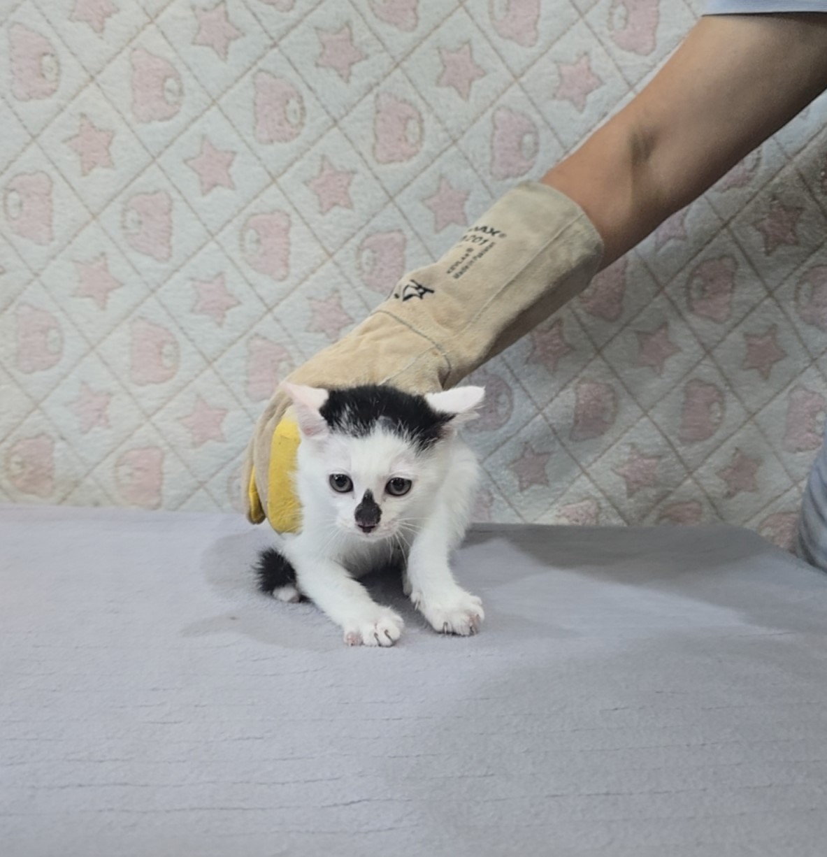 [고양이] 믹스묘 전북-군산-2025-00599 유기동물 배경 이미지 입니다.