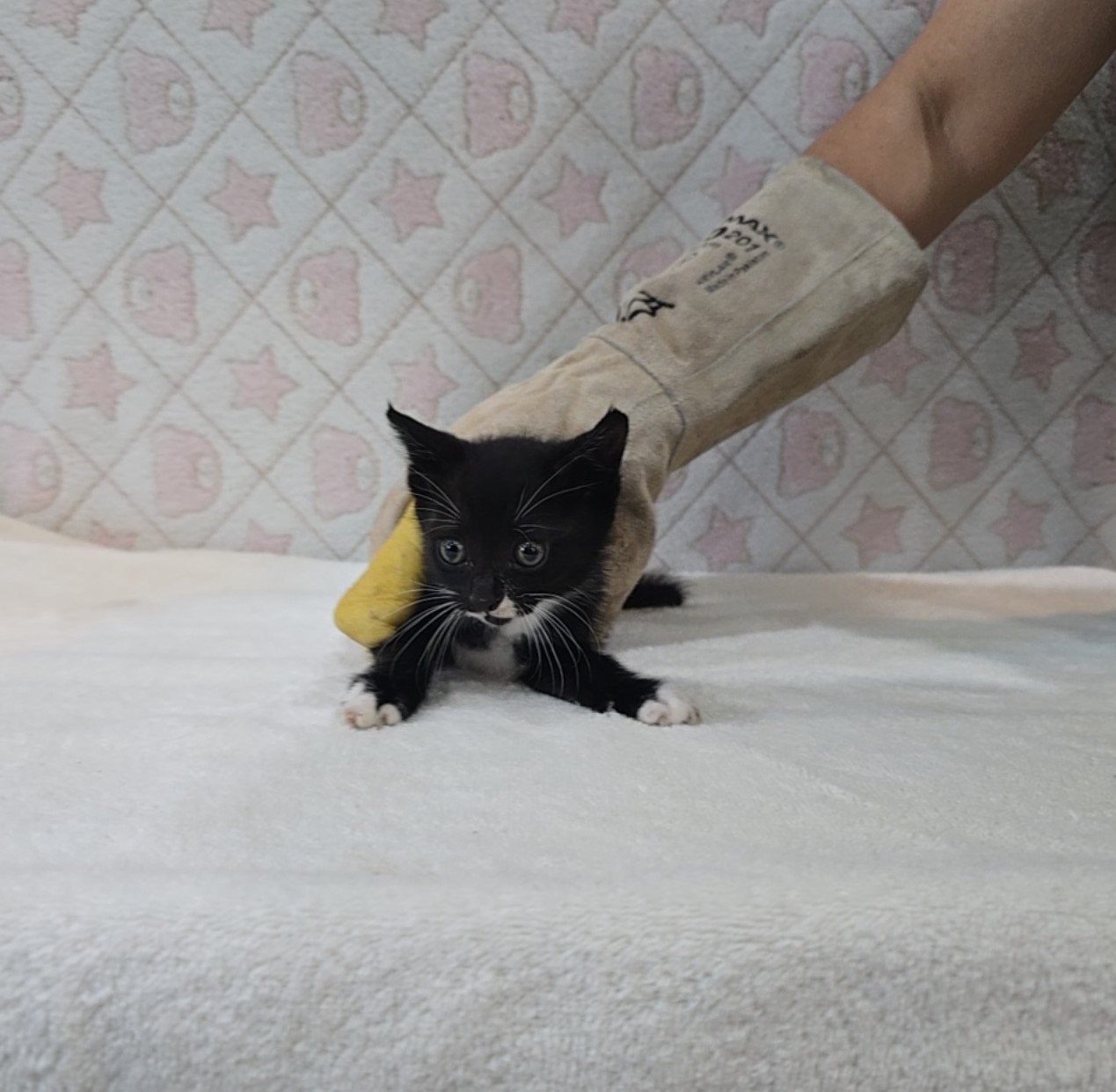 [고양이] 믹스묘 전북-군산-2025-00594 유기동물 배경 이미지 입니다.